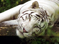 White tiger, Colchester Zoo