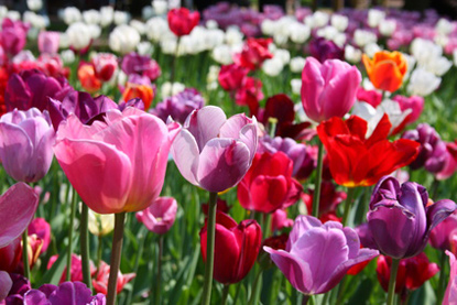 Keukenhof Flower Gardens, Netherlands