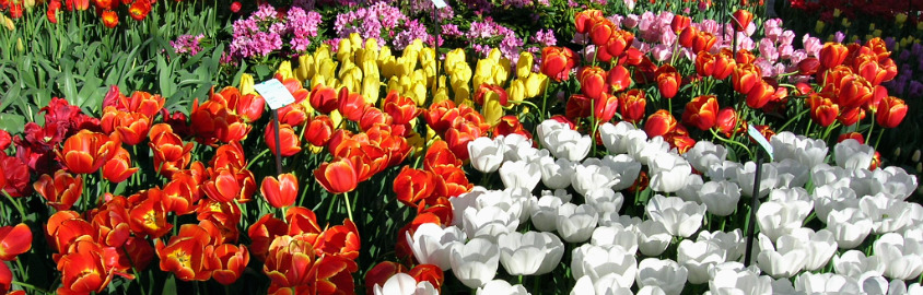 Tulips, Keukenhof