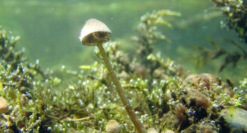 Psathyrella aquatica