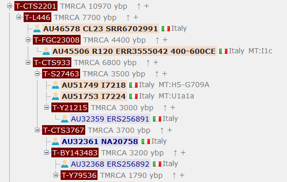 t ydna chn.PNG