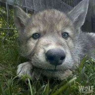 thewolfpup
