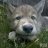 thewolfpup