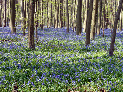Bluebells in the Woods of Halle