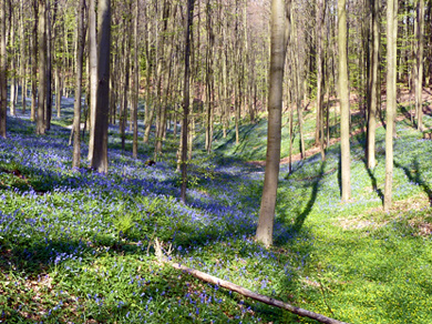 Bluebell hyacinths in the Woods of Halle