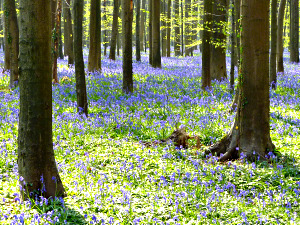 Bluebells in the Woods of Halle